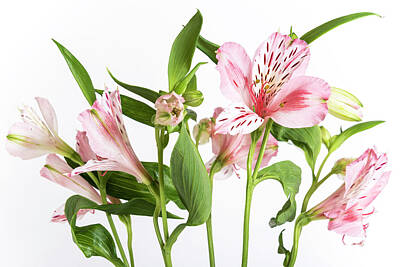 Modern Patterns Rights Managed Images - Alstroemeria, the white background Royalty-Free Image by Sergei Dolgov