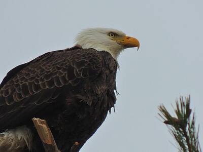 Creative Charisma - American Bald Eagle - Close-up by Mikel Classen