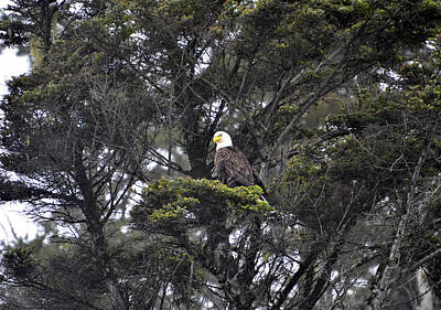 Steampunk - American Bald Eagle perched above Ruby Beach  by James La Mere