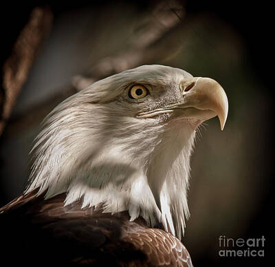 Landmarks Rights Managed Images - American Bald Eagle Royalty-Free Image by Robert Frederick