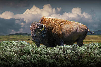 Landmarks Royalty-Free and Rights-Managed Images - American Buffalo Bison in Yellowstone National Park by Randall Nyhof