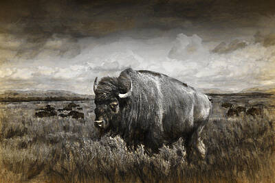 Landmarks Royalty-Free and Rights-Managed Images - American Buffalo in the Grand Tetons by Randall Nyhof