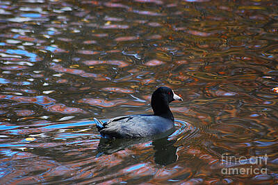 Patriotic Signs Rights Managed Images - American Coot 20131101_170 Royalty-Free Image by Tina Hopkins