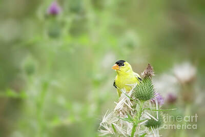 Nikki Vig Photo Rights Managed Images - American Finch Having Afternoon Snack Royalty-Free Image by Nikki Vig
