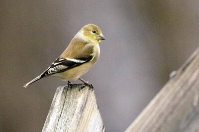 Ira Marcus Royalty-Free and Rights-Managed Images - American Goldfinch by Ira Marcus