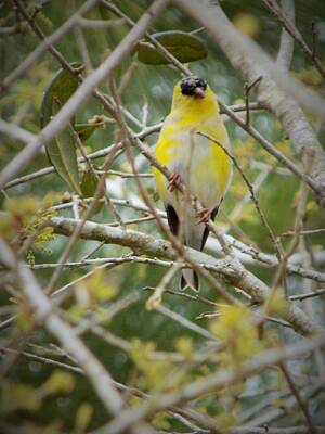 Everett Collection Royalty Free Images - American Goldfinch Royalty-Free Image by Sarah Barba
