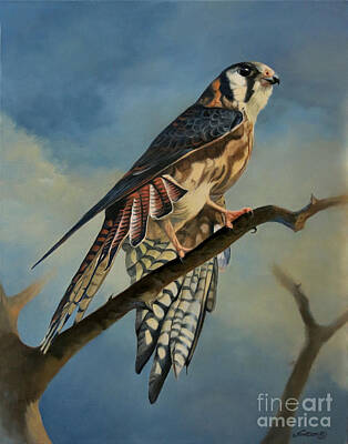 Landmarks Royalty-Free and Rights-Managed Images - American Kestrel by Jeanne Newton Schoborg