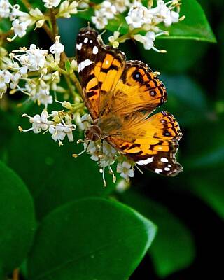 American West - American Lady Butterfly by M E Wood