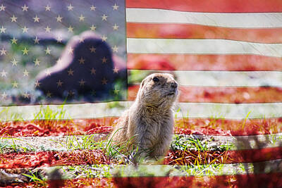 James Bo Insogna Royalty-Free and Rights-Managed Images - American Prairie Dog by James BO Insogna