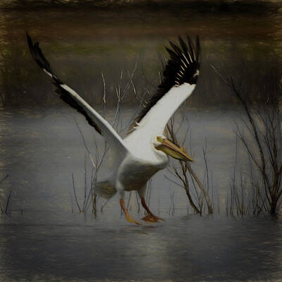 Abstract Works - American White Pelican Da square by Ernest Echols