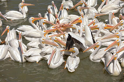 Comedian Drawings - American White Pelicans by Eunice Gibb