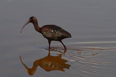 Frank Sinatra Rights Managed Images - An Ibis wading Royalty-Free Image by Jeff Swan