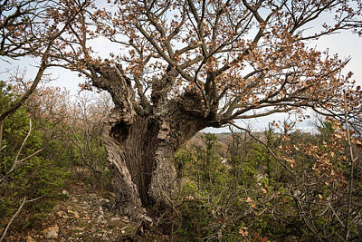 Its A Piece Of Cake - An old oak tree with cavities and holes in Croatia by Stefan Rotter