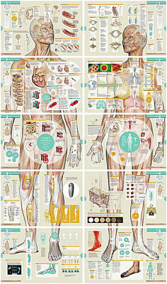 Aromatherapy Oils - Anatomy Chart by Doc Braham