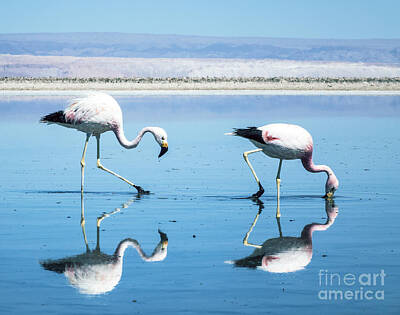 Staff Picks Judy Bernier Rights Managed Images - Andean Flamingos in Chile Royalty-Free Image by Kenneth Lempert
