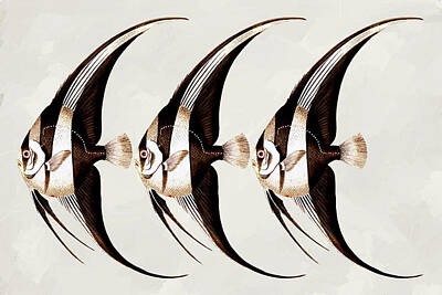 Recently Sold - Animals Mixed Media - Angel Fish In A Row Wall Art by Georgiana Romanovna