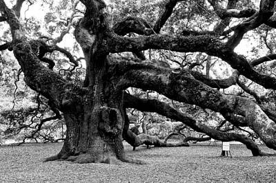 Louis Dallara Royalty-Free and Rights-Managed Images - Angel Oak Tree 2009 Black and White by Louis Dallara