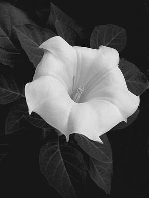 Glass Of Water Rights Managed Images - Angel Trumpet Royalty-Free Image by Tom Reynen