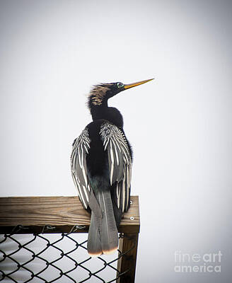 Science Collection Royalty Free Images - Anhinga Royalty-Free Image by Cathy Fitzgerald