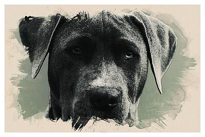 Black And White Line Drawings - Animal Kingdom Series -Dog by Celestial Images