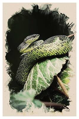 Reptiles Royalty-Free and Rights-Managed Images - Animal Kingdom Series - Tropic Snake by Celestial Images
