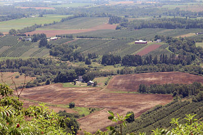 Grape Vineyards Rights Managed Images - Annapolis Valley Nova Scotia Royalty-Free Image by Imagery-at- Work