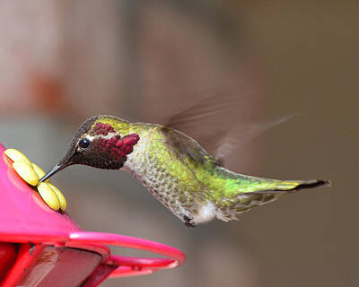 All You Need Is Love - Annas Hummingbird by David Hohmann