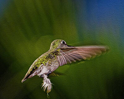Mark Myhaver Digital Art Royalty Free Images - Annas Hummingbird op54 Royalty-Free Image by Mark Myhaver