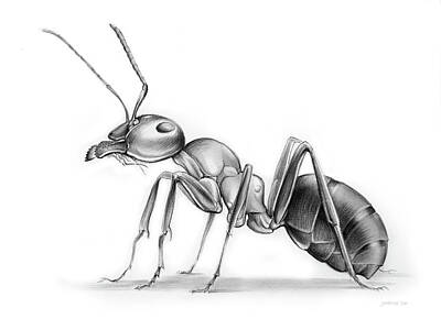 Animals Drawings Royalty Free Images - Ant Royalty-Free Image by Greg Joens