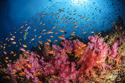 Animals Photos - Anthias Fish And Soft Corals, Fiji by Todd Winner