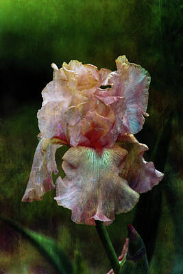 Priska Wettstein Land Shapes Series Rights Managed Images - Antique Bearded Iris 9880 DP_2 Royalty-Free Image by Steven Ward