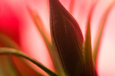 Lilies Photos - Any Day Now by Marnie Patchett