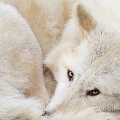 Chinese New Year - Aponi Gray Wolf by Sonya Lang