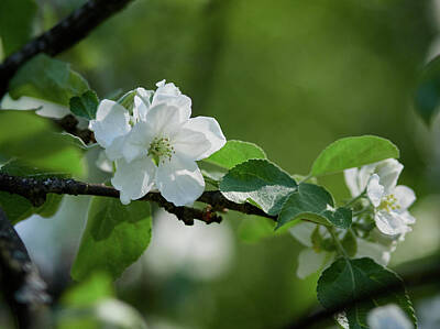 Jouko Lehto Rights Managed Images - Apple flowers 8 Royalty-Free Image by Jouko Lehto
