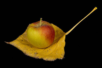 James Bo Insogna Rights Managed Images - Apple Harvest Autumn Leaf Royalty-Free Image by James BO Insogna