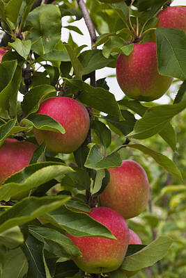 Food And Beverage Photos - Apples Growing On A Tree  Rougemont by David Chapman