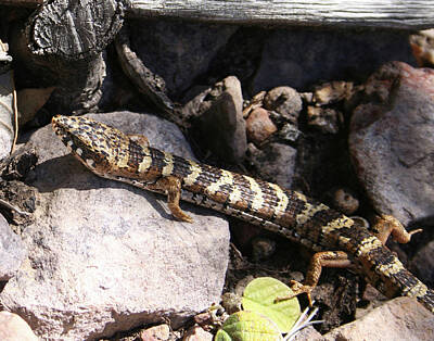 Reptiles Royalty Free Images - Arizona Alligator Lizard Royalty-Free Image by Derrick Neill