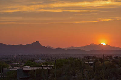 Abstract Trees Mandy Budan - Arizona has Sunsets by Dan McManus