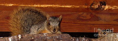 Garden Vegetables Rights Managed Images - Arkansas Fox Squirrels Royalty-Free Image by Joshua Bales