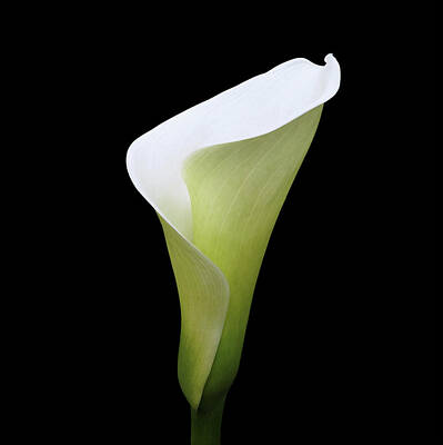 Lilies Digital Art - Arum Lily by Julian Perry