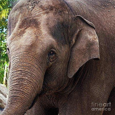 Target Threshold Photography - Asian Elephant Portrait by Kaye Menner by Kaye Menner