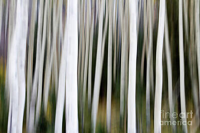 From The Kitchen - Aspens in an abstract key  by Bryan Keil