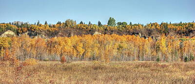 Pasta Al Dente Royalty Free Images - Aspens in Autumn Royalty-Free Image by Jim Sauchyn