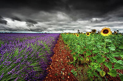 Sunflowers Photos - At the middle by Jorge Maia