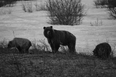Mans Best Friend Rights Managed Images - Austere Spring Grizzlies Royalty-Free Image by David Broome