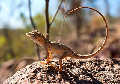 Reptiles Photo Royalty Free Images - Australian Dragon Royalty-Free Image by Bill  Robinson