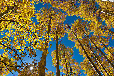 Frog Photography - Autumn Aspen with Sunburst by Cascade Colors