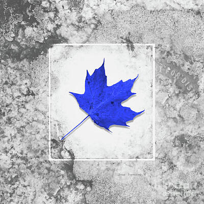 Recently Sold - Still Life Digital Art - Autumn Blue Maple Leaf by Lone Palm Studio