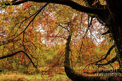 Modern Man Movies Royalty Free Images - Autumn colors on the banks of the river Annan, October 2016 Royalty-Free Image by Hugh McKean