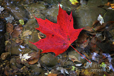 Mellow Yellow - Autumn Creek With Red Maple Leaf by Lone Palm Studio